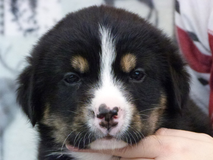 chinook puppy